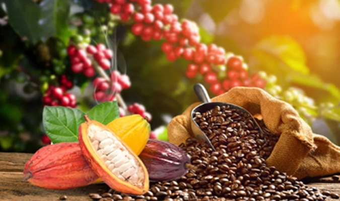 Prix-indicatifs-du-cafe-et-cacao