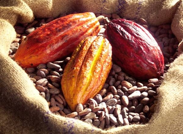Café et Cacao : les bons comptes de la Caistab