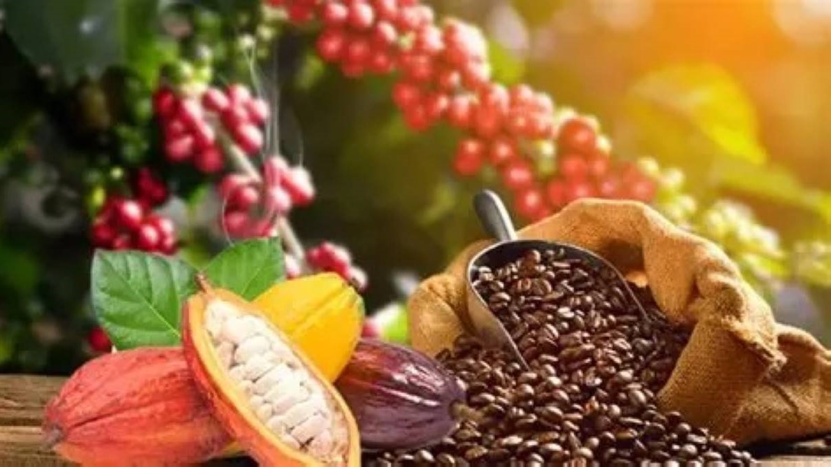 cacao-cafebon